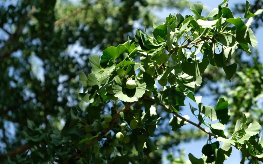 Corso di Giardinaggio Base
