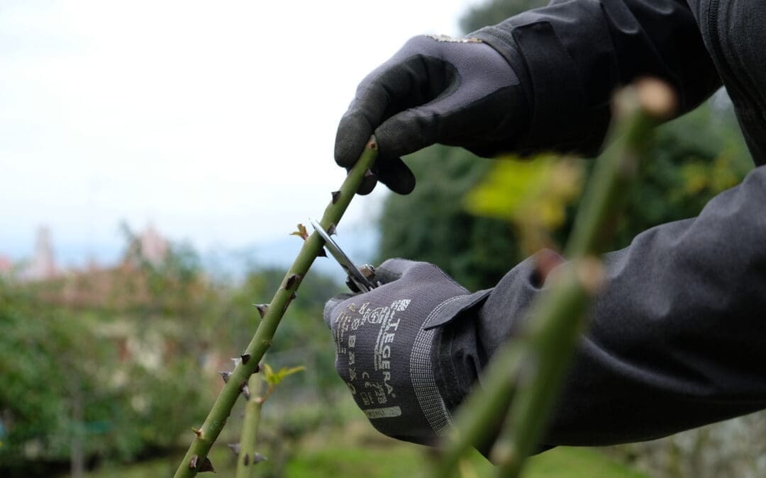 Corso di Potatura Rose – Sabato 24 Gennaio 2026 – A cura di Lorenzo Chisci