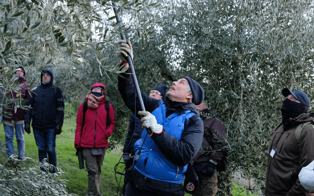 Corso di Gestione e Manutenzione dell’Oliveta – Sabato 7 Marzo 2026
