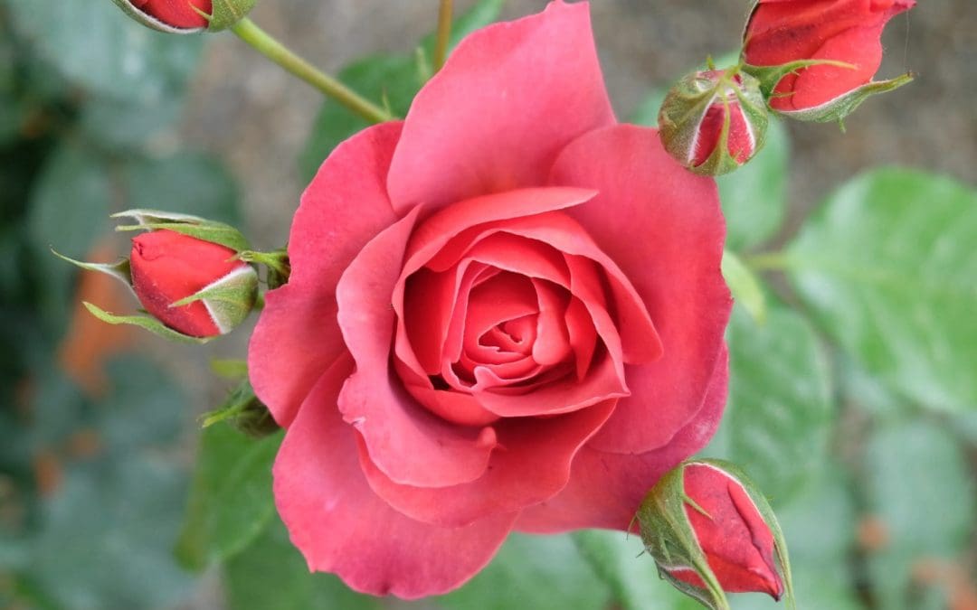 “Scatto Botanico” – Laboratorio di fotografia vegetale