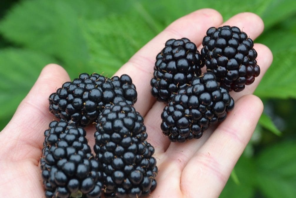 Corso in pillole “Conoscere i piccoli frutti e i frutti di bosco”