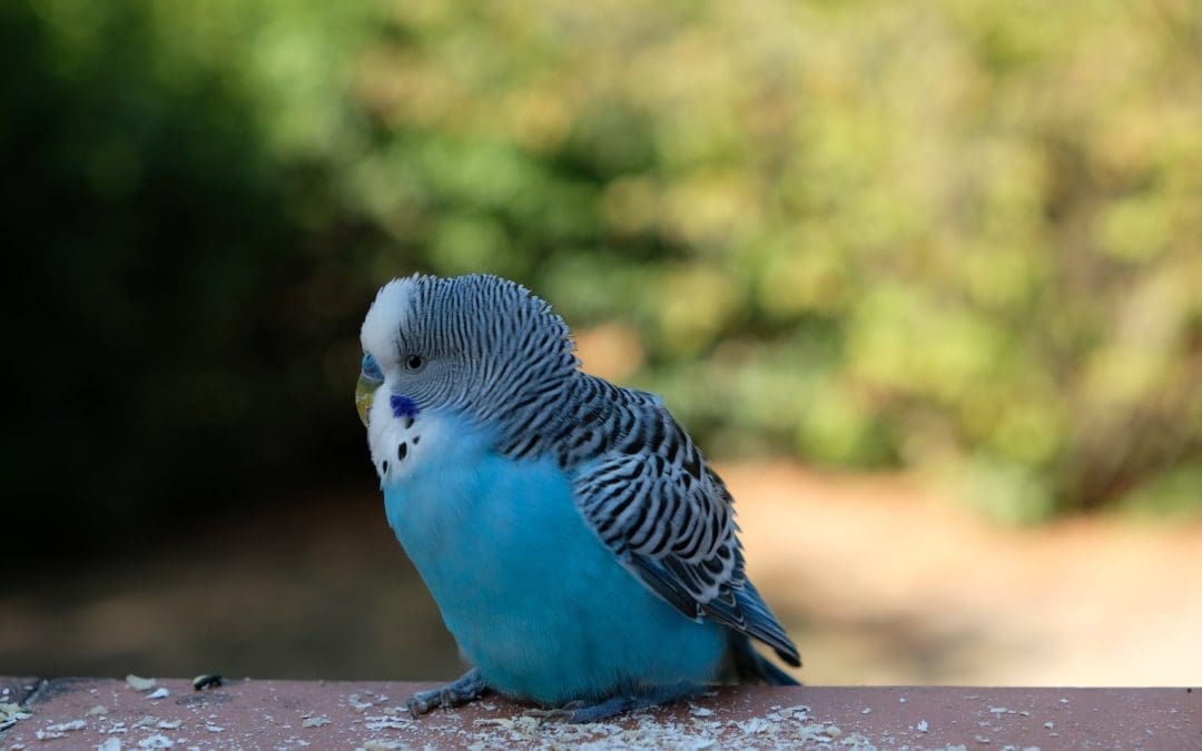 Ortolandia “Costruiamo mangiatoie per uccelli con materiali naturali” – Per bambini/e e ragazzi/e (5+)